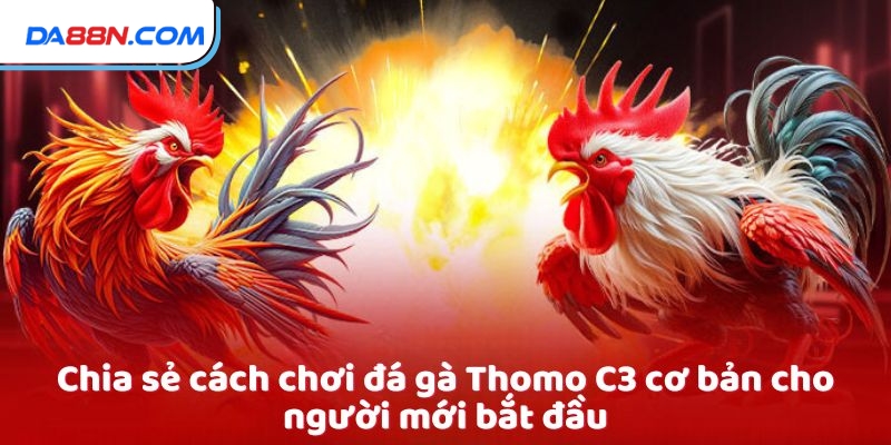 Đá Gà Thomo C3 - Trải Nghiệm Cá Cược Trực Tuyến Đỉnh Cao 3 Chia sẻ cách chơi đá gà Thomo C3 cơ bản cho người mới bắt đầu
