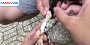 Cách Băng Cựa Gà Đúng Theo Hướng Dẫn Của Chuyên Gia Lâu Năm