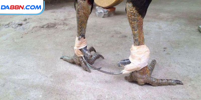 Cách Băng Cựa Gà Đúng Theo Hướng Dẫn Của Chuyên Gia Lâu Năm 4 Bảo quản cựa đúng cách để dùng tiếp