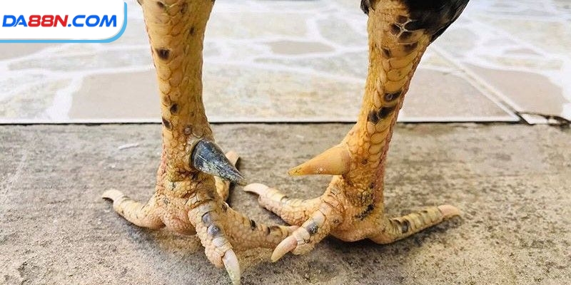 Cách Băng Cựa Gà Đúng Theo Hướng Dẫn Của Chuyên Gia Lâu Năm 2 Biết cách băng cựa sẽ mang hiệu quả khi thi đấu