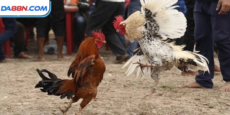 Đá Gà Cựa Dao Phát Lại Kịch Tính Và Căng Thẳng 4 Cách chơi đá gà cựa dao nên áp dụng