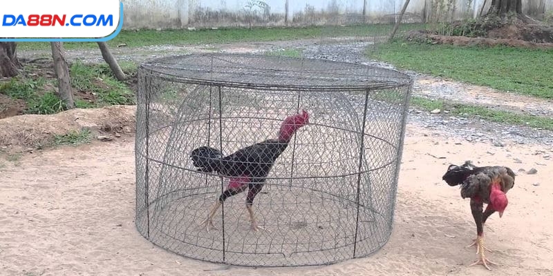 Cho gà luyện tập cố định mỗi tuần