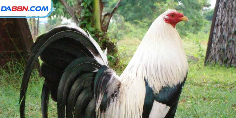 Quy trình chọn và gây giống gà đá