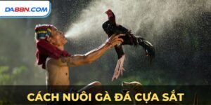 Cách Nuôi Gà Đá Cựa Sắt - Huấn Luyện Gà Chiến Bách Thắng