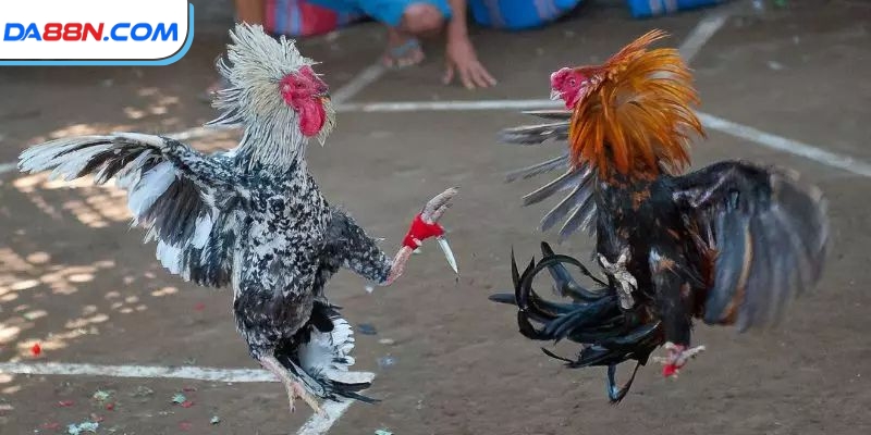 Đá Gà Cựa Dao- Nơi Quy Tụ Những Chiến Kê “Bất Khả Chiến Bại” 3 Đá gà cựa dao được yêu thích