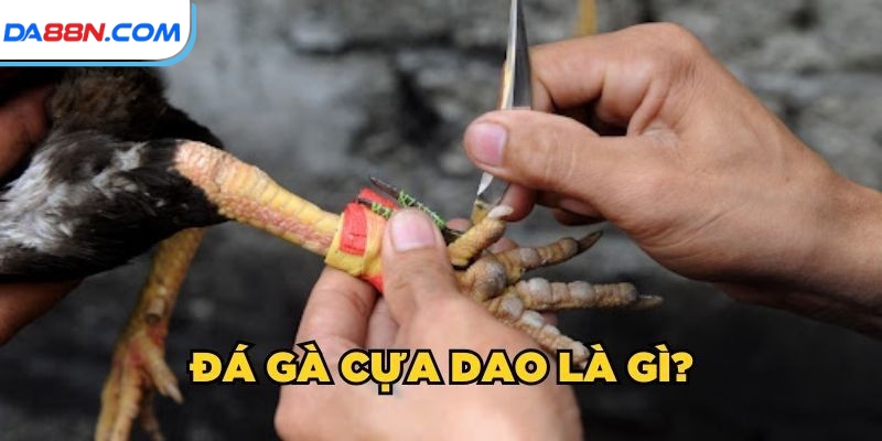 Đá Gà Cựa Dao- Nơi Quy Tụ Những Chiến Kê “Bất Khả Chiến Bại” 2 Giới thiệu đá gà cựa dao