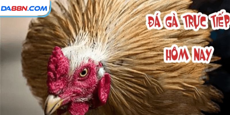 Giới thiệu đá gà cựa dao hôm nay