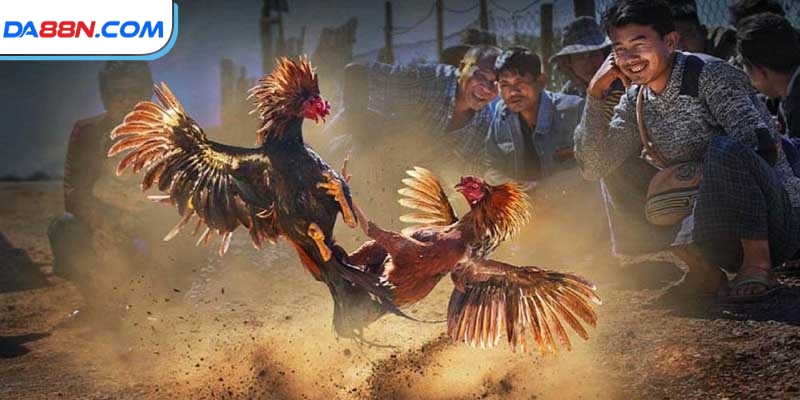 Đá Gà Cựa Dao Phát Lại Kịch Tính Và Căng Thẳng 2 Luật chơi điển hình trong đá gà cựa dao phát lại