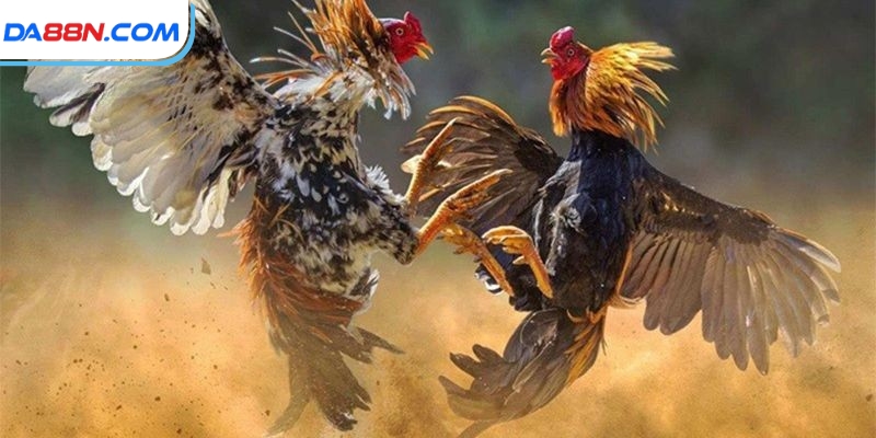 Đá Gà Cựa Dao Hôm Nay - Sân Chơi Đẳng Cấp Nhiều Chiến Kê Giỏi 4 Vì sao người chơi yêu thích những trận đá gà cựa dao?