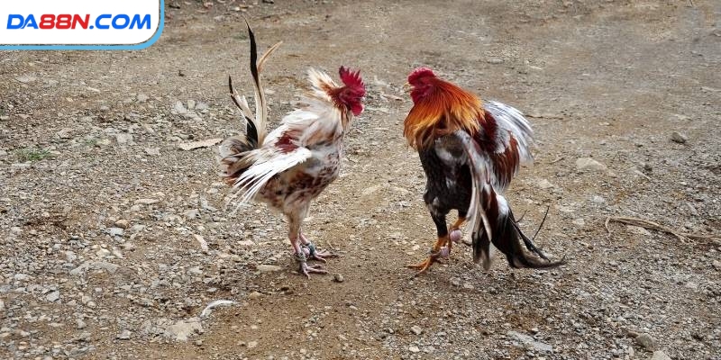 Tóm tắt về đá gà trực tiếp